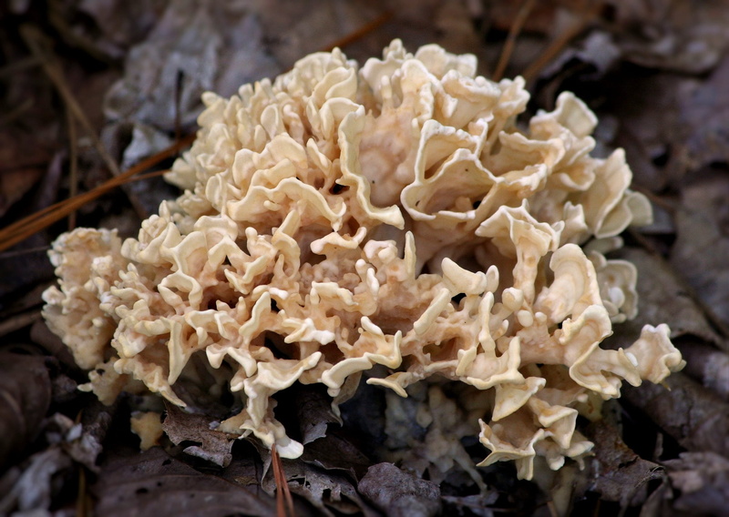 fragility, parasite, no people, poison, beauty in nature, organic, white color, inedible, mushroom, growth, edible, fungi, fresh, forest floor, focus on foreground