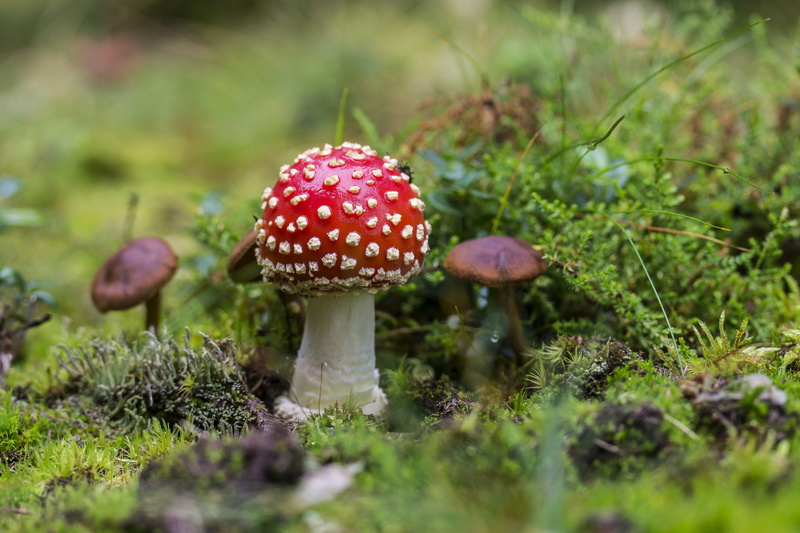beauty in nature, no people, land, fly, wild, selective focus, 8K, freshness, fungus, Boletus, flora, growth, toxic mushroom, poisonous, mushroom, food