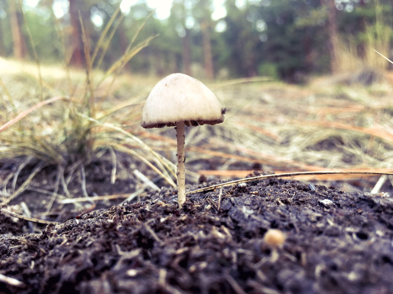 growth, beauty in nature, Fall, summer, 4K, raw, close-up, wild, tree, Mushroom, scenic, surface level, autumn, picking, fresh, branch, Edible, land, selective focus
