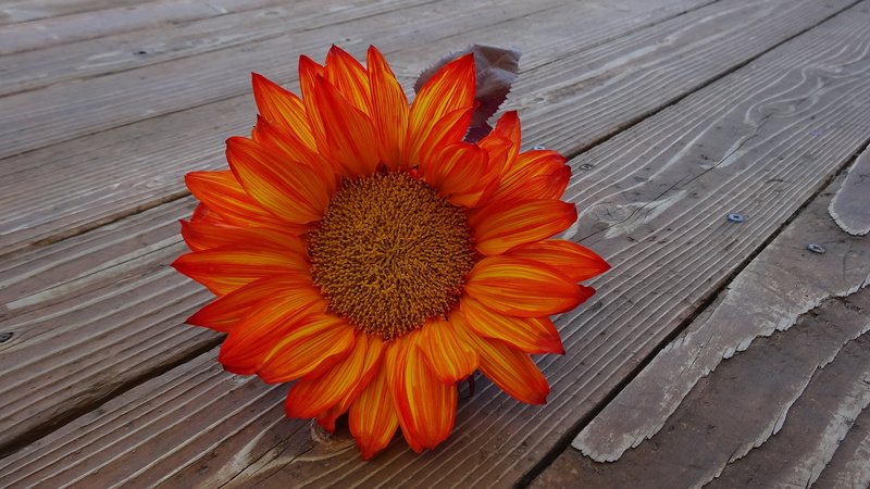 freshness, blossom, orange color, decor, petaled, vulnerability, stem, fragility, 4K, botanical, orange, petal, outdoor, spring, decoration, harvest, closeup