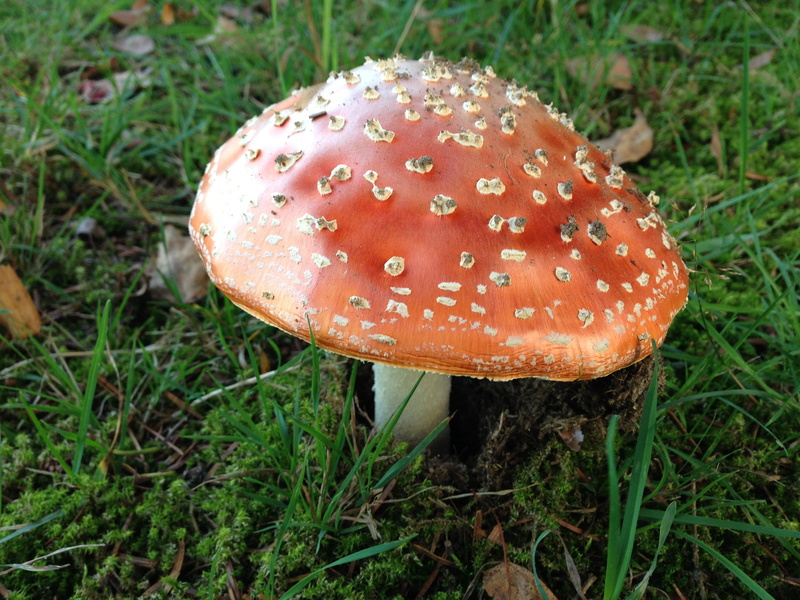 toxic Substance, points, toxic, plant, moss, edible mushroom, warning, mushroom, dangerous, cap, food, vegetable, gift, 2K, fly agaric, red, season, fly Agaric Mushroom