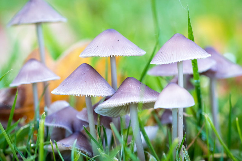green, green grass, 5K, white, autumn, macro, fungus, season, mushroom, beside, grass, forest, close-up, nature, field, Happy, Trees, purple, white mushroom