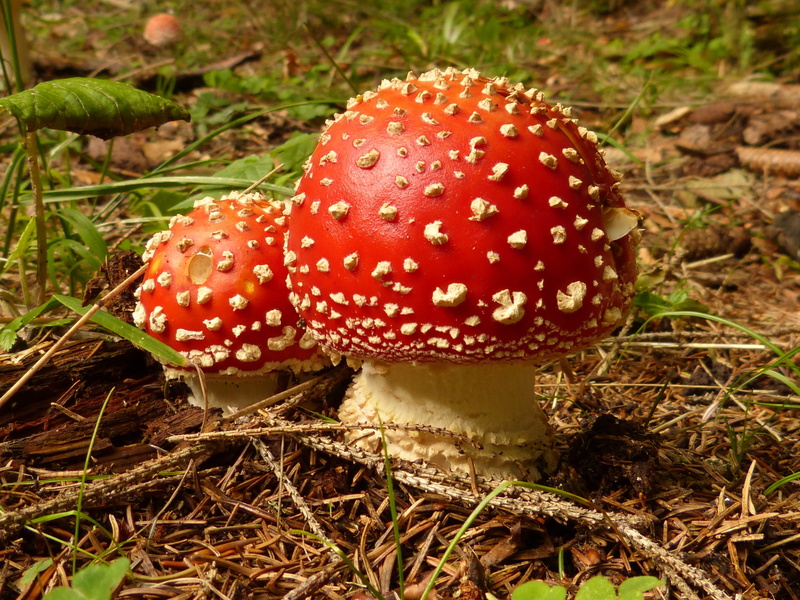 spike, vegetable, amanita Parcivolvata, no people, beauty in nature, fly Agaric Mushroom, woodland, focus on foreground, edible mushroom, ball, plant, forest