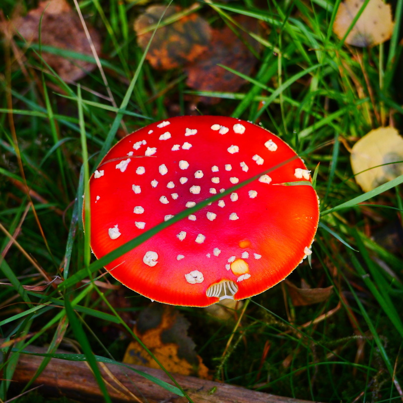season, growth, focus on foreground, 2K, poisonous, spotted, toadstool, Fly Agaric, fly, fungus, food, edible mushroom, fly Agaric Mushroom, land, no people