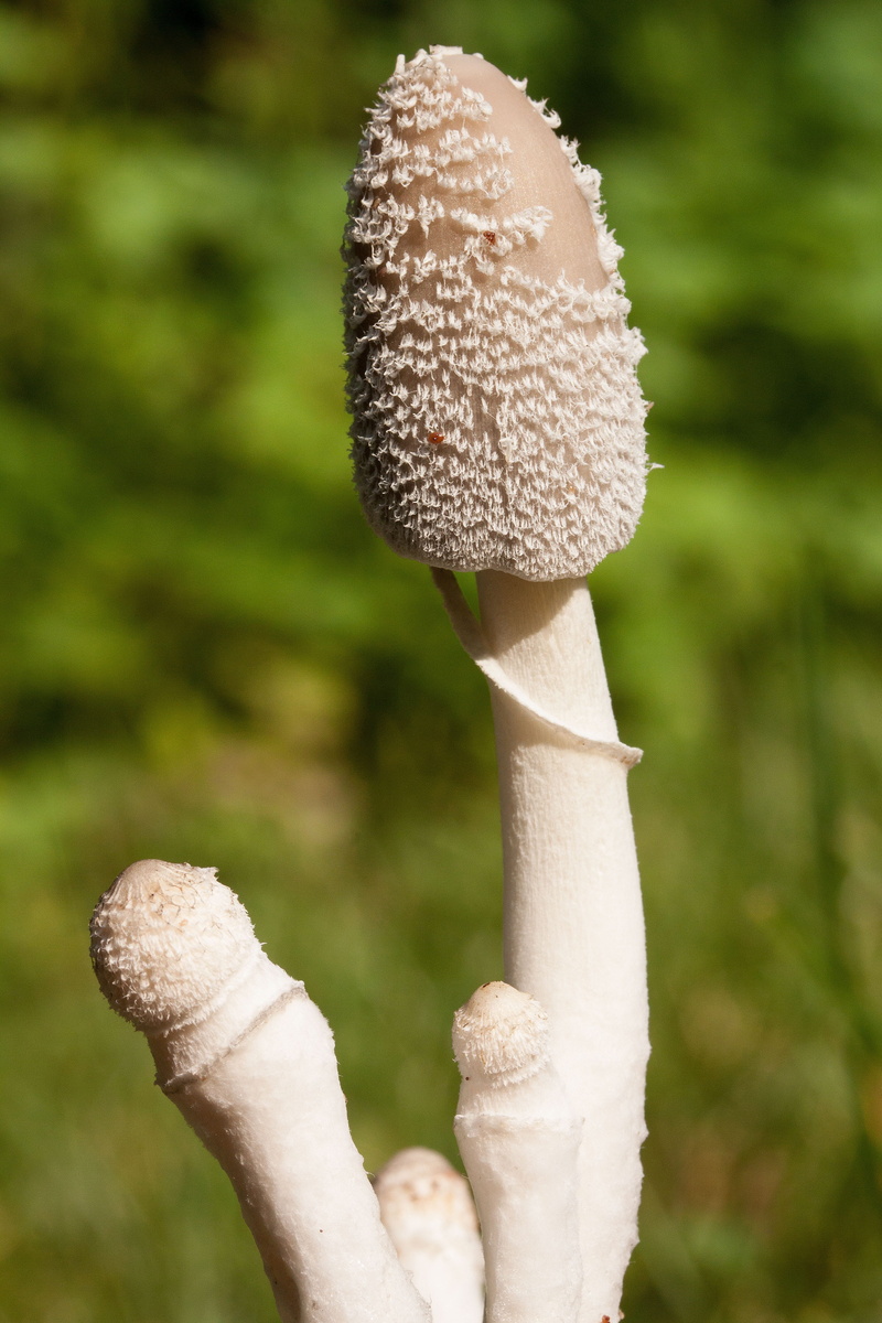 plant, nature, food, insect, flora, toadstool, toxic Substance, field, day, beauty in nature, 4K, focus on foreground, edible mushroom, human body part