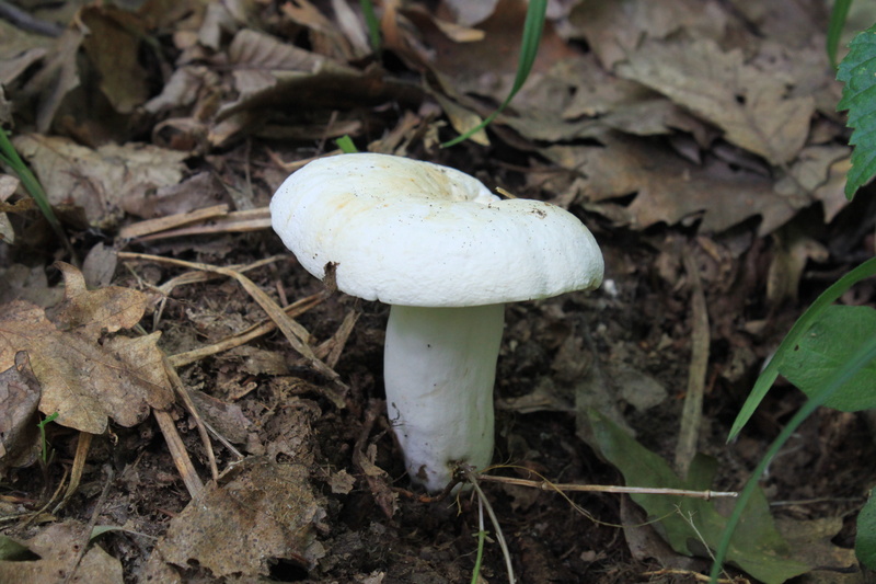 nature, fungus, day, 4K, forest, cap, field, land, food, food and drink, organic, Fungus, Mushrooms, Growth, edible Mushroom, outdoors, background, vegetable