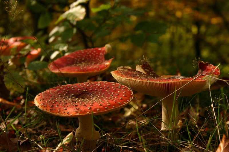 toadstool, growth, nature, mushroom, fungi, fly agaric mushroom, toadstools, field, outdoors, food and drink, focus on foreground, vegetable, fragility