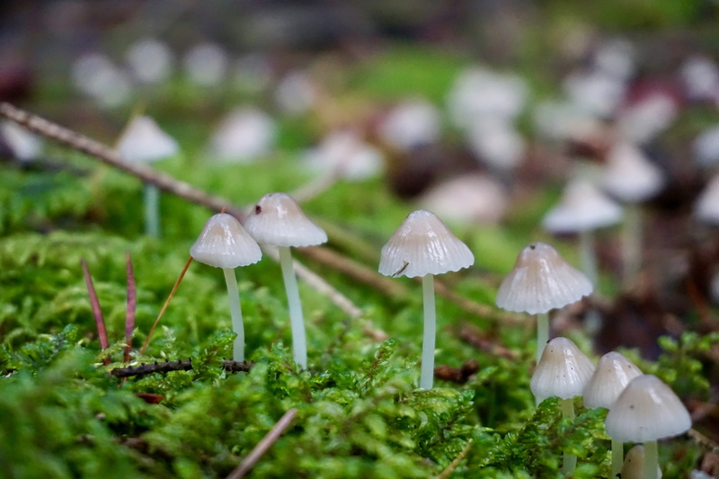 fungus, food, land, dew, plant, Moss, vulnerability, forest, vegetable, day, outdoors, 5K, season, leaf, growth, selective focus, hamid, macro, green Color