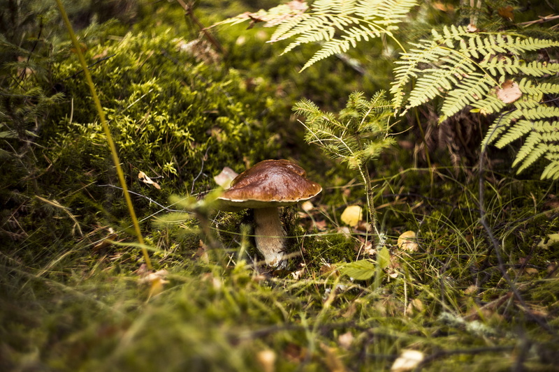 grass, poison, mushrooms, close up, selective focus, fragility, close-up, toadstool, outdoors, moss, vegetable, fungus, season, muscaria, growth, toxic