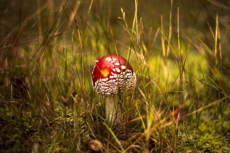no people, edible, outdoors, fly agaric mushroom, growth, vegetable, corduroy, nature, green color, fungus, hat, foodstuffs, mushrooms, beauty in nature