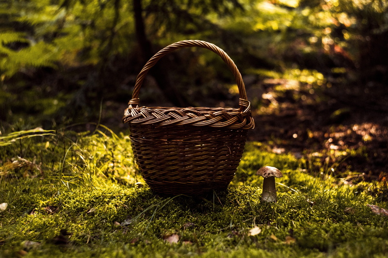 amanita, basket, season, spotted, shadow, toxic, grass, muscaria, edible, container, nature, plant, sunlight, green, matryoshka, no people, red, forest