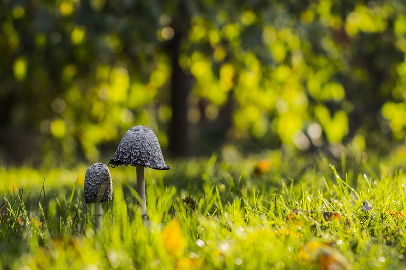 mushroom, forest, mushrooms, shallow focus, autumn, plant, close-up, microcosmos, 5K, season, focus, fungus, gomba, photography, grass, toadstool, bokeh