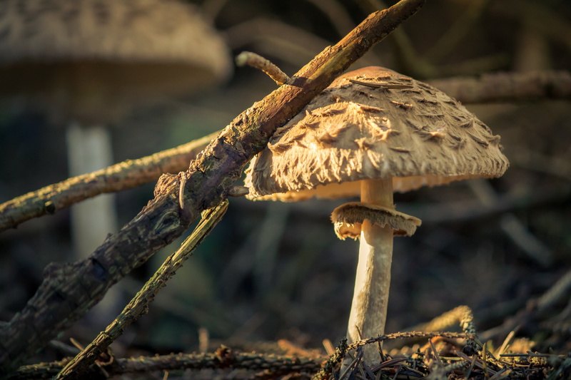 focus on foreground, vulnerability, fungal species, tree, close, nature, cap, plant, mushroom, land, outdoors, toadstool, food, forest mushroom, selective focus