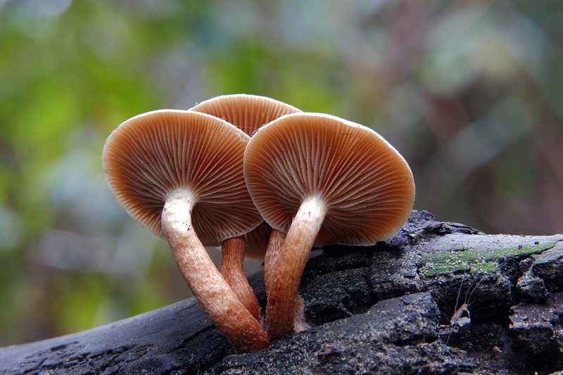 photos, nature, white, toxic Substance, shrooms, four, bokeh, plant, mushroom, season, selective, tufts, Sulphur, Macro, autumn, Lumix FZ1000, 5K, fungi