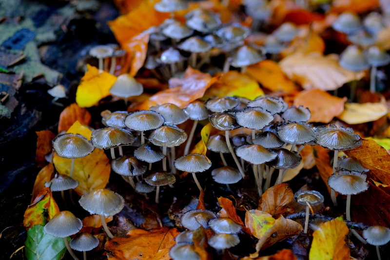 close-up, collection, day, tree, mushroom colony, group, autumn, mushrooms, plant, land, forest floor, beauty in nature, high angle view, mushroom picking