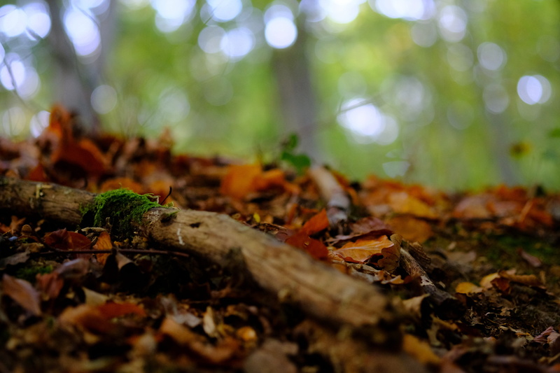 red, out, change, forest, fungus, green, brown, falling, close-up, autumn, 5K, outdoors, overgrown, macro, leaf, trees, land, perspective, herbstimpression