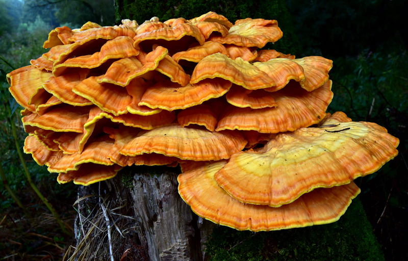 old, forest, vulnerability, focus on foreground, 5K, land, fungus, sunny yellow, edible mushroom, beauty in nature, yellow, food, plant, fragility, close-up