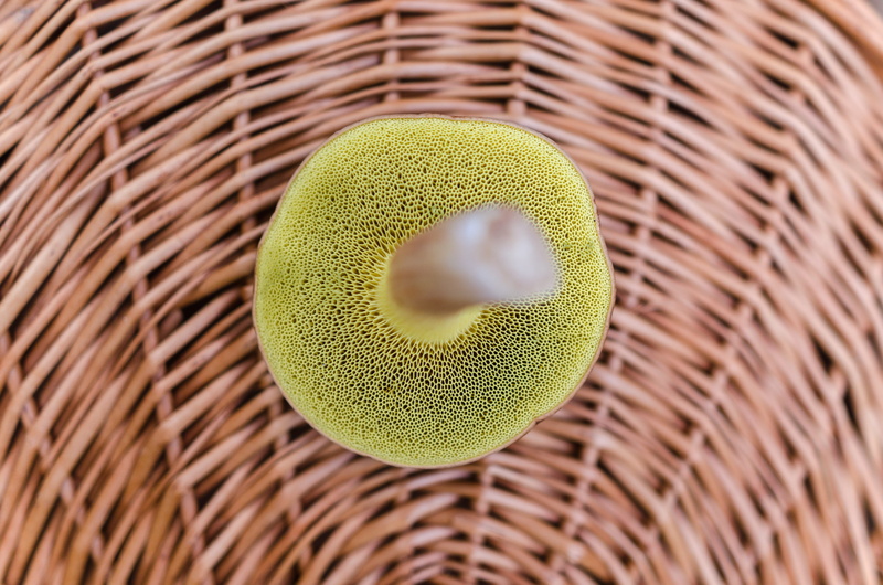 organic, design, edible, grow, macro, wicker, green, boletus, crisscross, brown, season, vegetable, studio shot, natural, eatable, mushrooming, wild, wood