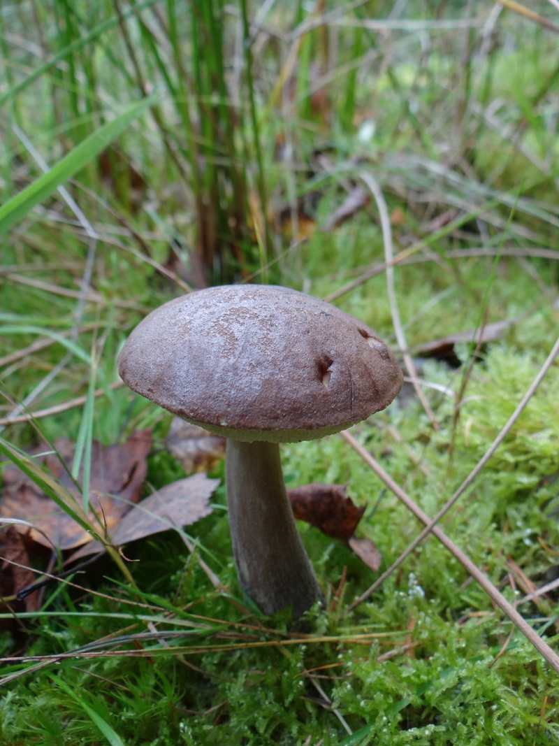 brown, food and drink, pine wood, beauty in nature, Autumn, Forest, outdoors, vegetarian Food, edible Mushroom, focus on foreground, blade of grass, fungus