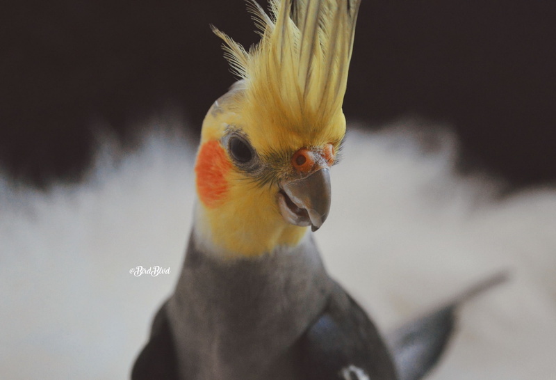 Cockatiel, 1080P, Pet, birds, Parakeet, Castiel, face, parrot