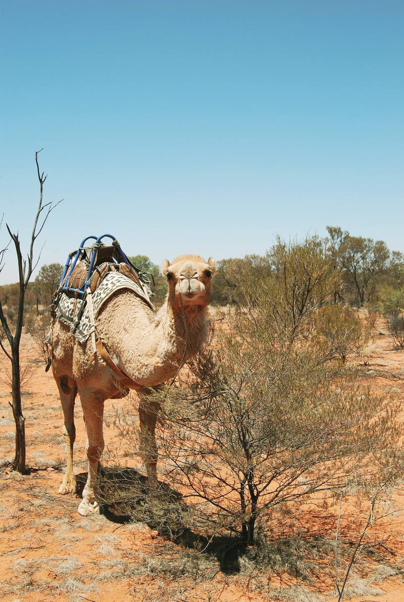 bush, domestic animals, 2K, day, vertebrate, dessert, camel, copy space, clear sky, trees, outdoors, pets, livestock, arid climate, tree, climate, australia