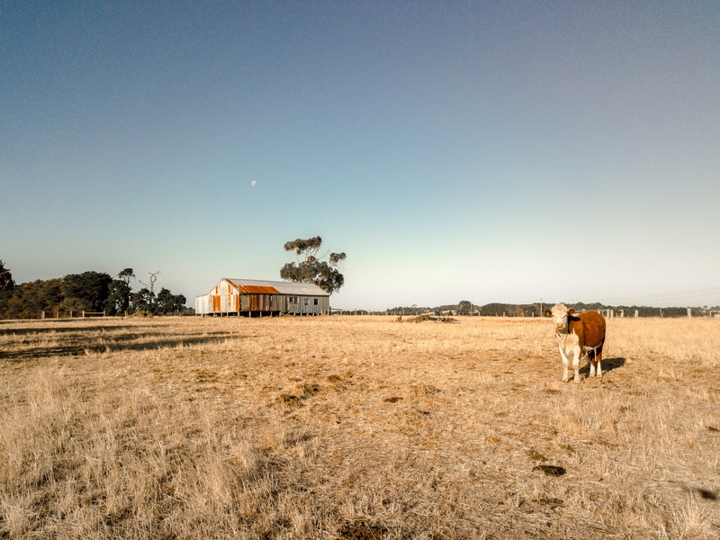 nature, sky, animal wildlife, melbourne, animal, mammal, plant, cows, abandoned, pets, no people, house, domestic animals, animal themes, environment, hd
