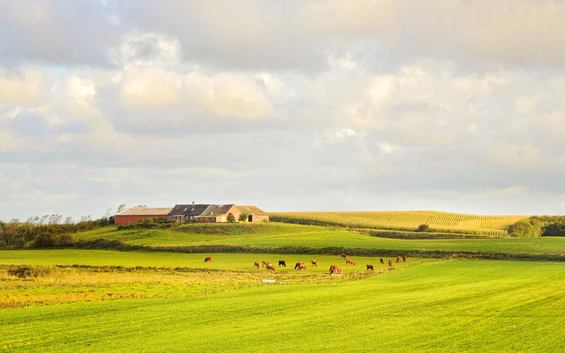 fields, nature and landscapes, green, 1080P, farm, clouds, pastures, beautiful, denmark, grass, cows