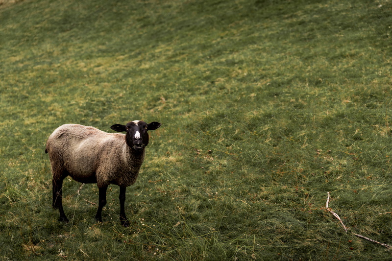 domestic, animal themes, mammal, animal, standing, 5K, pets, grass, plant, black, field, livestock, domestic animals, one animal, outdoors, nature, herbivorous