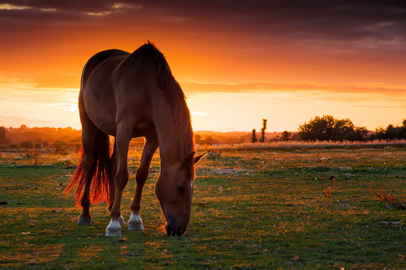 no people, cloud - sky, sky, sunset, pets, tranquil Scene, sunrise - Dawn, land, sun, vertebrate, mammal, livestock, beauty, rural Scene, autumn, animal themes