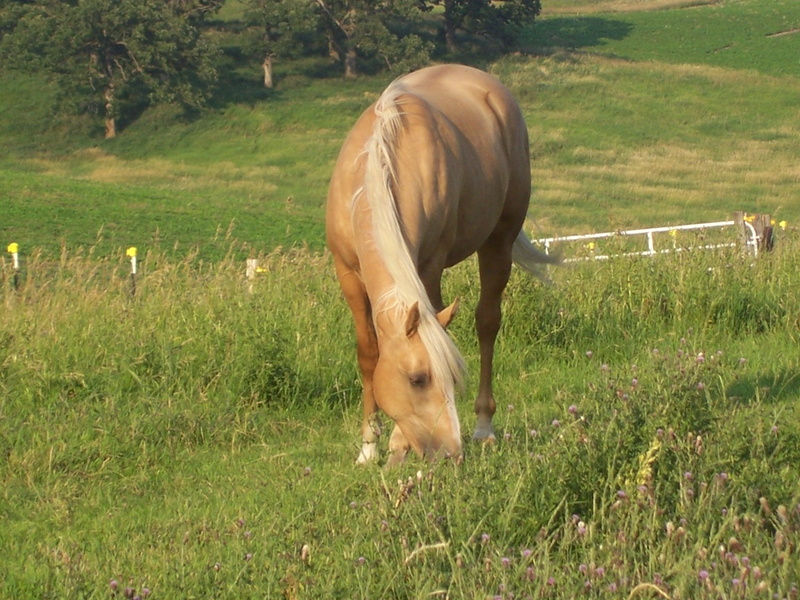 animals, twain, pasture, mr, 1080P, palomino, horse