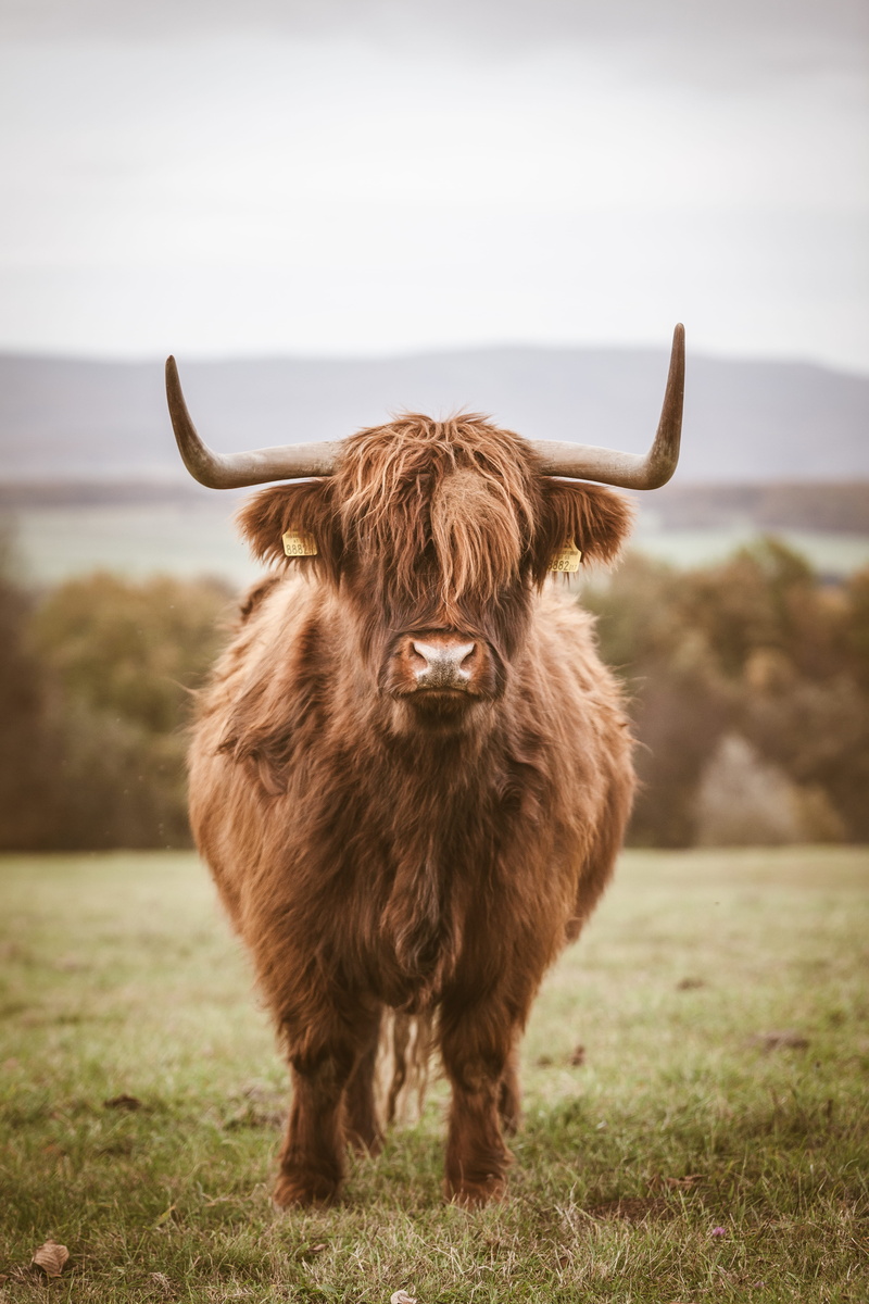 domestic, horned, field, vertebrate, brown, domestic animals, animal, herbivorous, animal hair, animal themes, land, no people, nature, 5K, grass, daytime