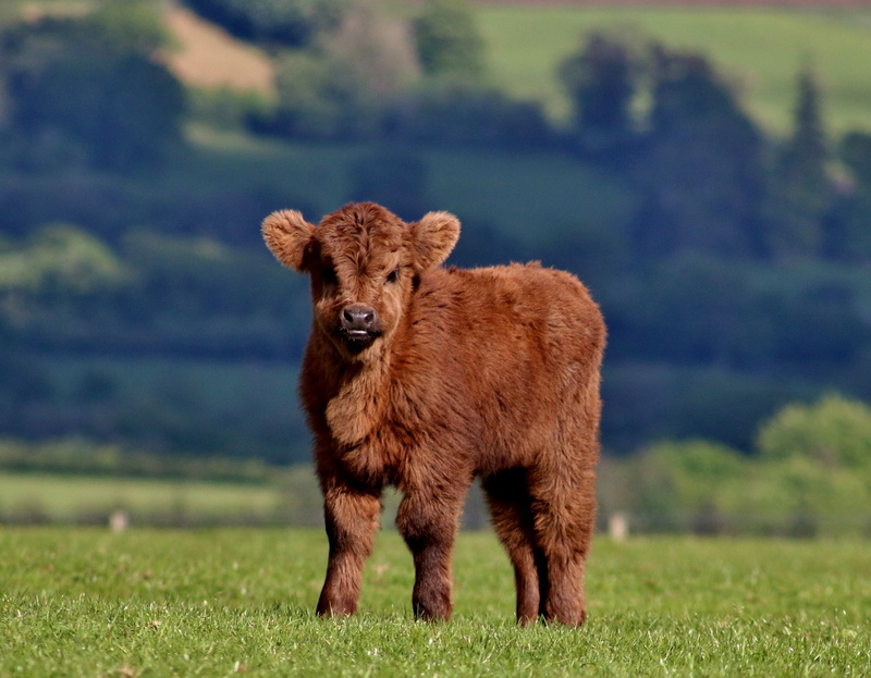 young Animal, grazing, herbivorous, fluffy, mammal, animals in the wild, rural Scene, livestock, outdoors, animal themes, plant, nature, focus on foreground