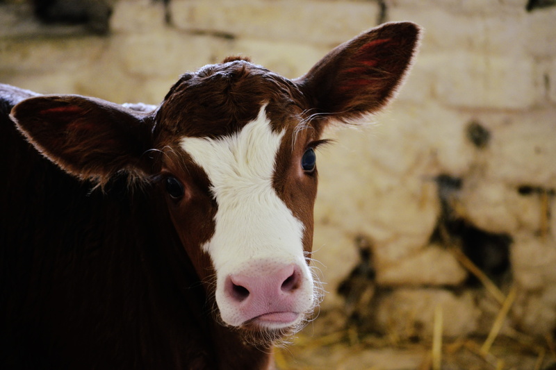 mammal, portrait, livestock, agriculture, animal themes, cattle, animal body part, animal eye, looking at camera, snout, no people, outdoors, cows, vertebrate