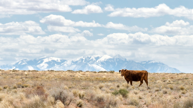 brown, vertebrate, mammal, scenics - nature, no people, day, domestic animals, sky, animals in the wild, cloud - sky, mountain, animal wildlife, 4K, snowcapped mountain