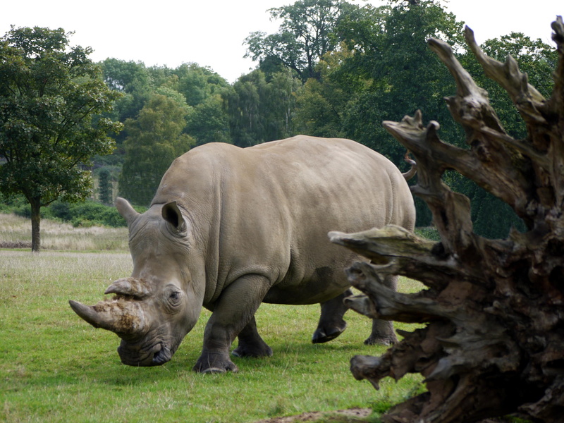 rhino, brown, white, grazing, horn, 2K, woburn, hippopotamus