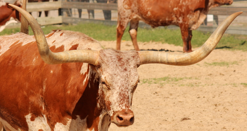 animal themes, animal, mammal, outdoors, focus on foreground, herbivorous, 4K, texas, longhorn, bull, livestock, no people, bovine, animal wildlife, cow
