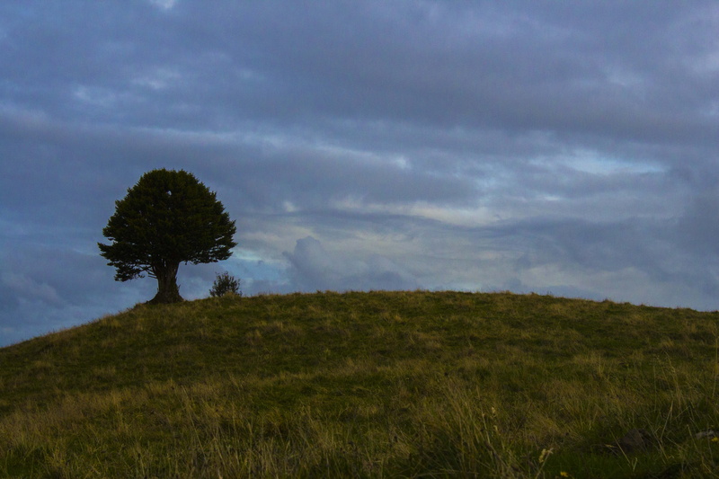 tranquil scene, cloud - sky, environment, non-urban scene, tree, ancud, grass, land, clouds, sky, no people, rolling landscape, countryside, scenics - nature