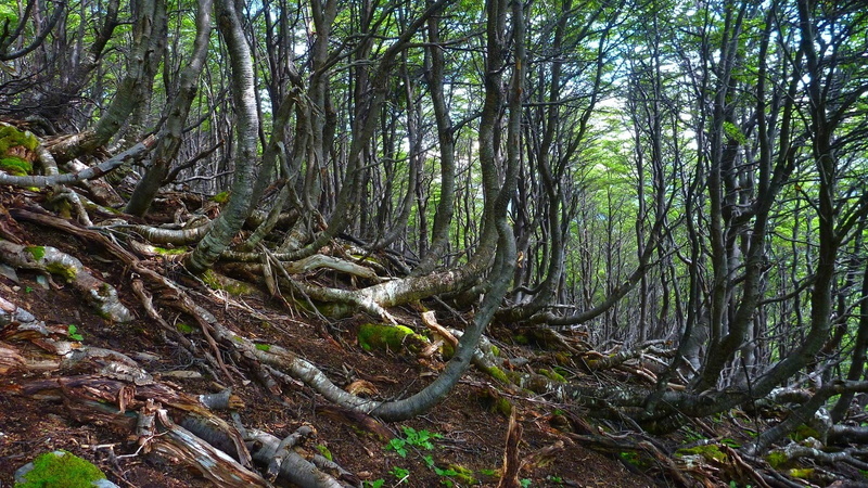 no people, plant, moss, green, beauty in nature, landscape, scenics - nature, day, tree, nature, hills, land, tranquility, tree trunk, woodland, Chile