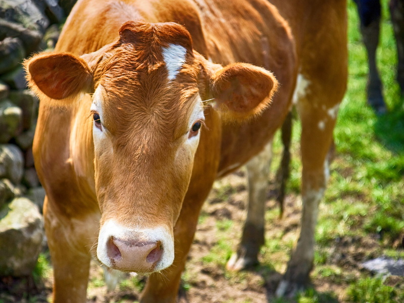 vertebrate, domestic, bull, herbivorous, outdoors, no people, cow, rural, bovine, farming, animal wildlife, standing, mammal, pets, animal, farm, 2K, agriculture