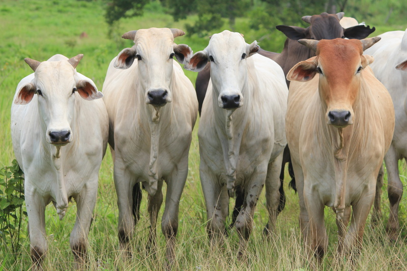 cattle, no people, day, agriculture, green, 4K, land, nelore, group of animals, plant, livestock, animal themes, herd, herbivorous, caws, cow, domestic
