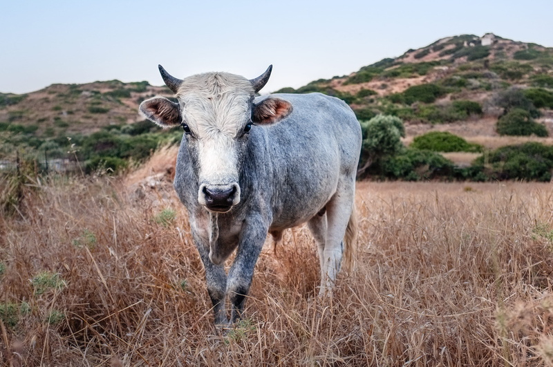 landscape, meadow, field, standing, nature, environment, 2K, countryside, near, day, animal themes, gray, animal wildlife, livestock, cow, portrait, grass