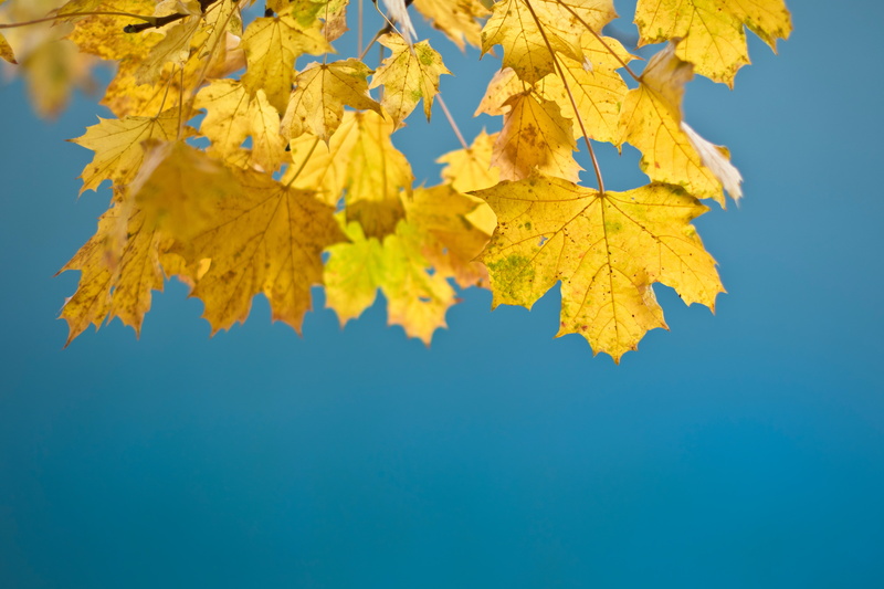 beauty in nature, blue, close-up, maple leaf, change, yellow, leaf, clear sky, no people, plant, nature, 5K, outdoors, day, tranquility, branch, plant part