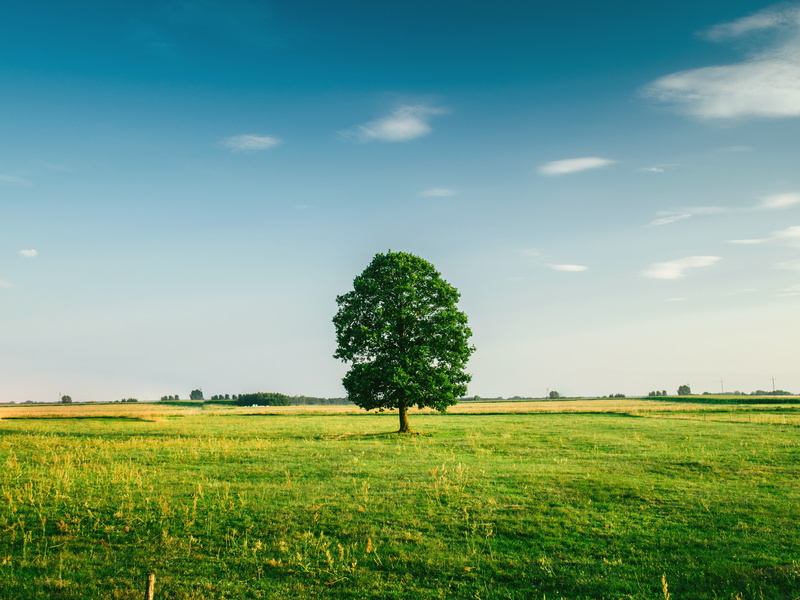 growth, tranquil scene, agriculture, day, land, no people, nature, field, tree, clear sky, rural scene, plant, tranquility, landscape, scenics - nature