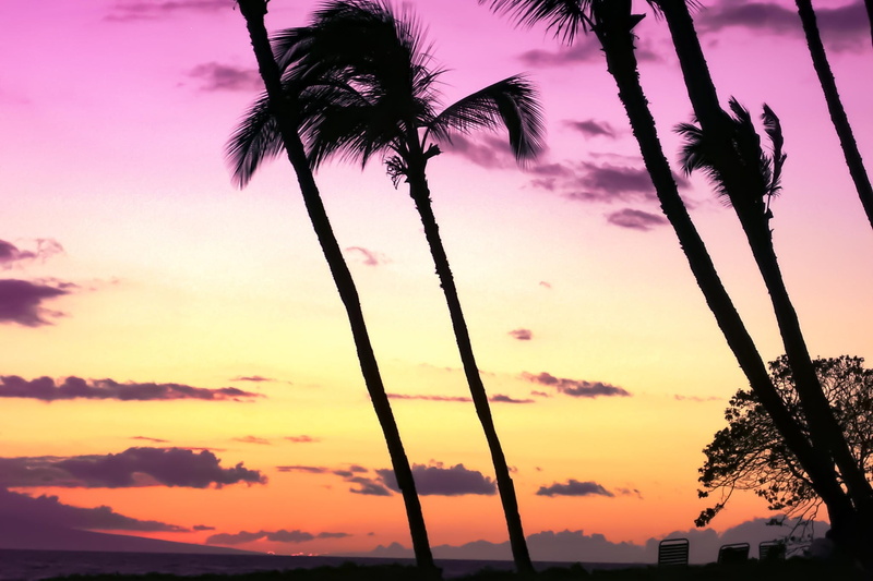 forest, sunrise, sunshine, vibrant, clouds, palm, beauty in nature, red, outdoors, romantic sky, reflection, orange, growth, vacation, environment, water