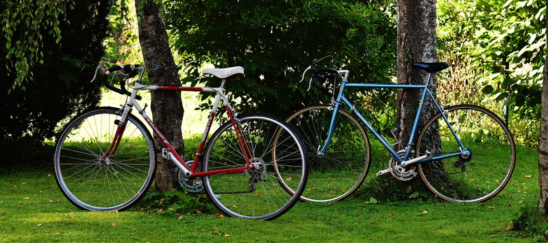 summer, day, growth, park, wheels, stationary, cycling, white, bicycles, trunk, travel, grass, red, forest, recreation, road, leisure, cyclist, land, tree trunk