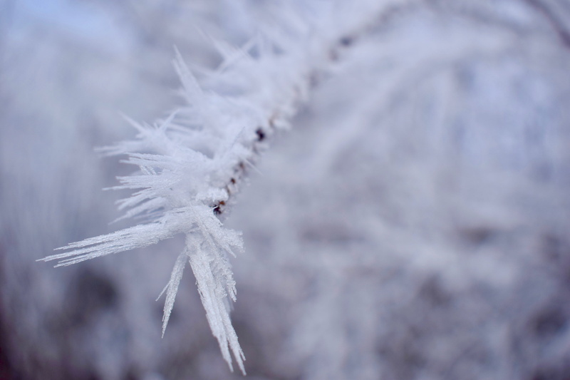 sports, winter, vulnerability, crystal, sport, frost, nature, fragility, mountain, icicle, tranquility, snowflake, plant, cold temperature, selective focus