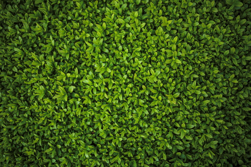 hedge, plant, leaves, ligustrum, privet, green, 4K, pattern