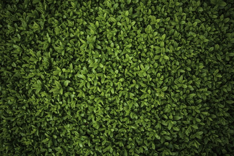 green color, hedge, leaves, Ligustrum, outdoors, green, no people, directly above, Privet, growth, abundance, tranquility, plant, lush foliage, day, 5K