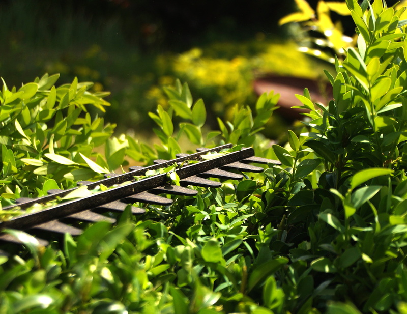 gardener, green, close-up, plant, knife, cut, focus on foreground, trimmer, sunlight, beauty in nature, water, nature, no people, privacy, selective focus