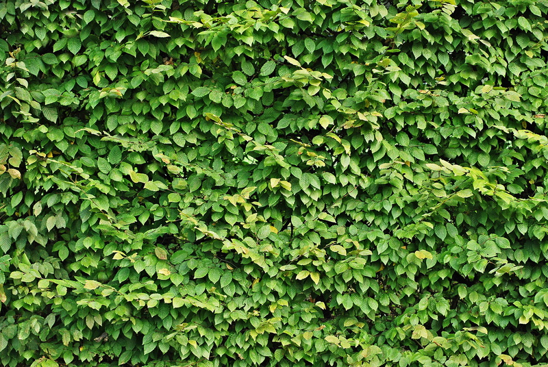 tranquility, outdoors, hedge, growth, day, high angle view, lush foliage, 4K, leaf, the background, backgrounds, foliage, freshness, green color, nature